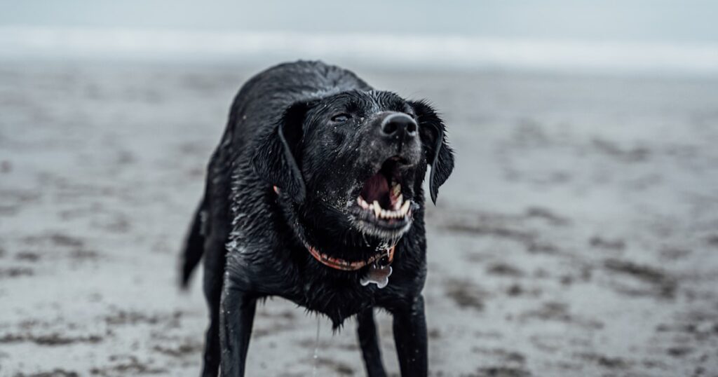 Black Labrador with a contemplative expression on beach
