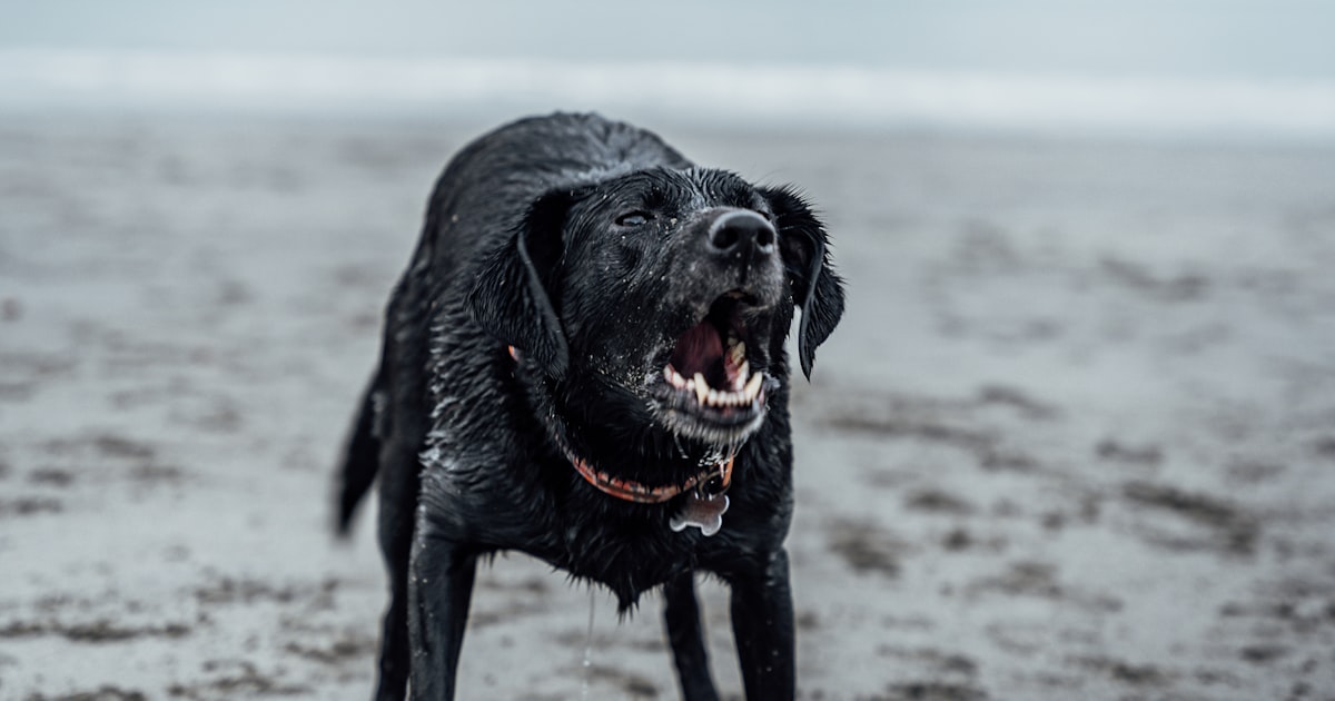Anxious large dog who needs calming support