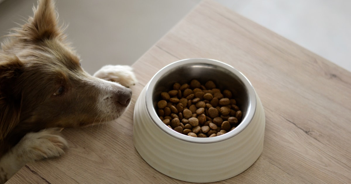 Dog eating food from a bowl