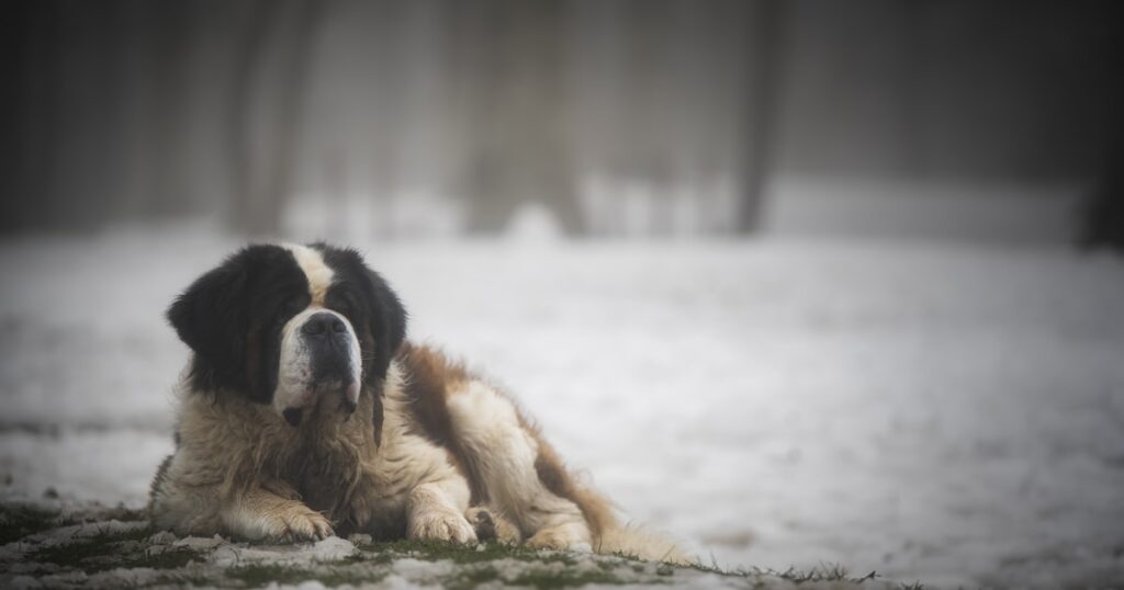 Large St. Bernard dog resting in snow outdoors