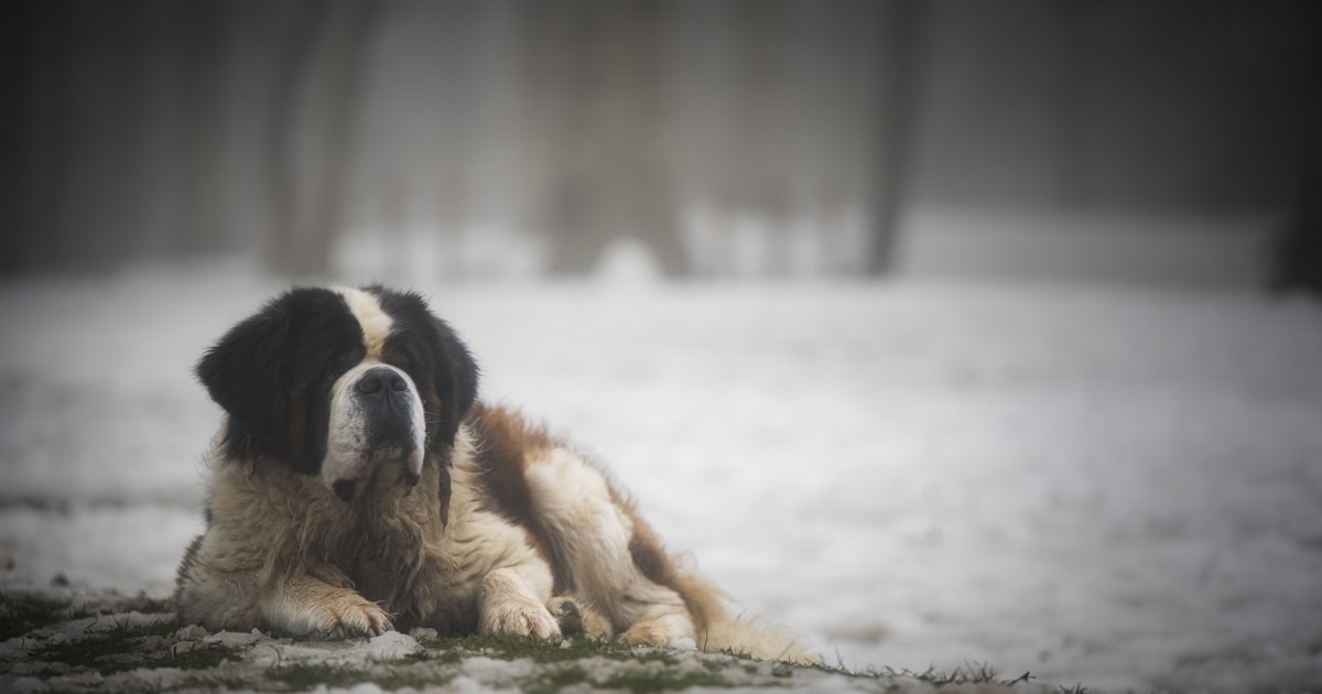 Large dog in snow needing paw protection