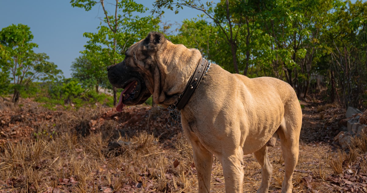 Large dog wearing a sturdy collar outdoors