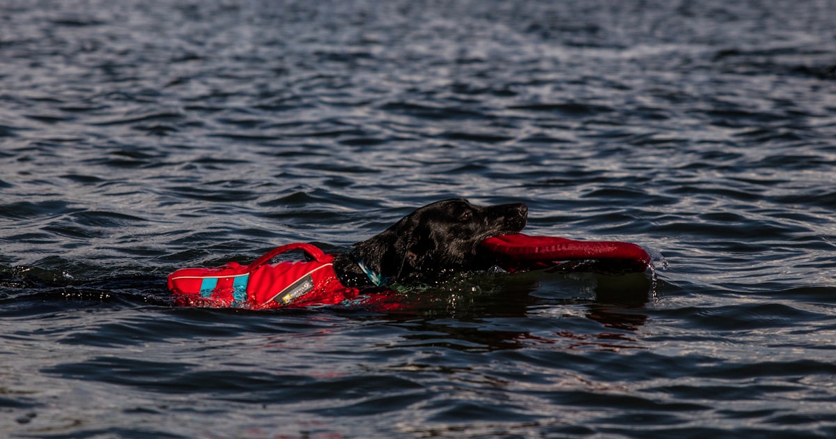 Black Labrador in water wearing a vest