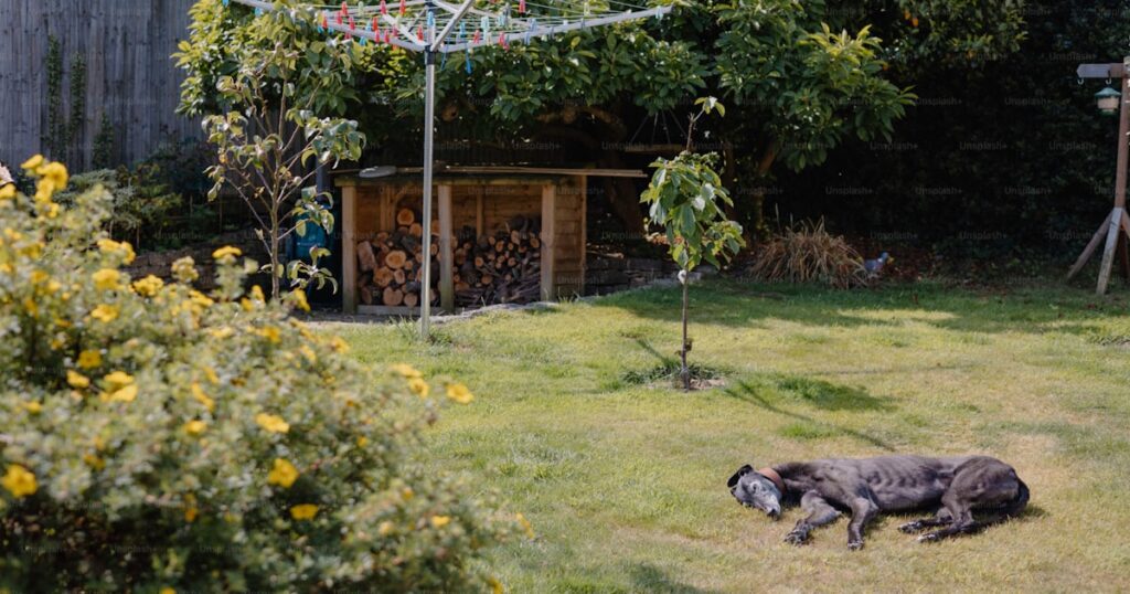Large dog resting peacefully in a sunny backyard