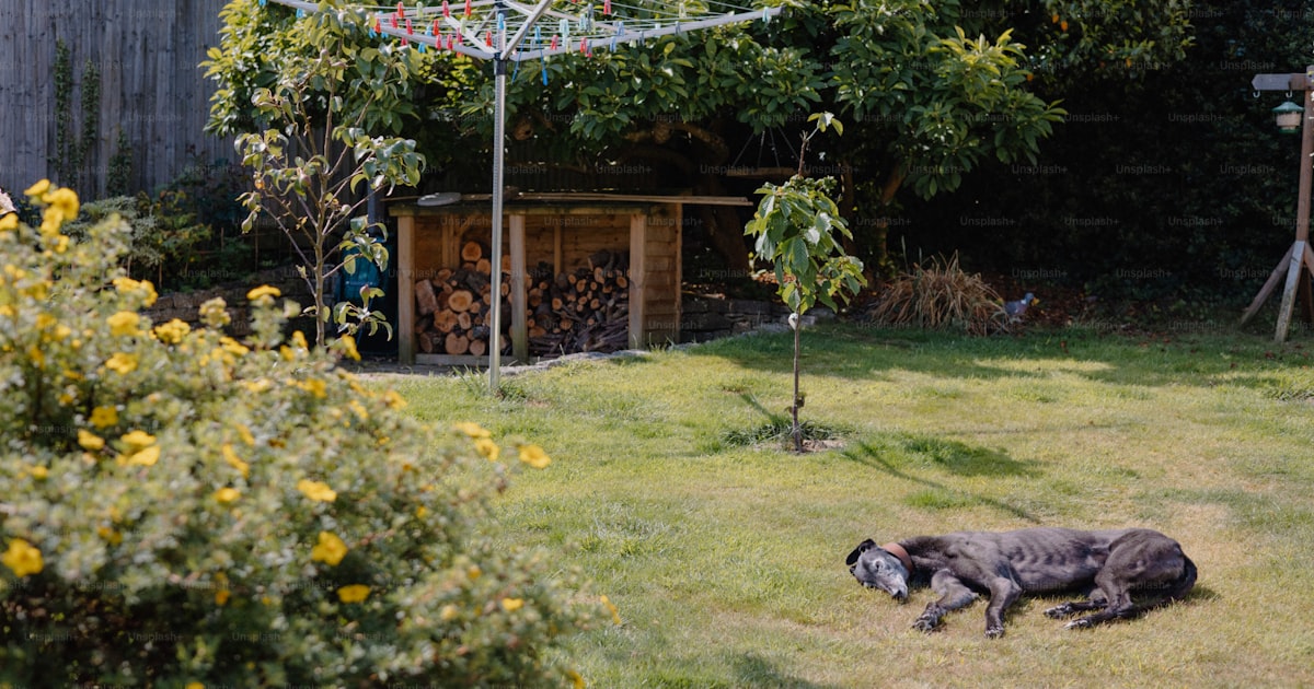 Large dog relaxing in backyard playpen area