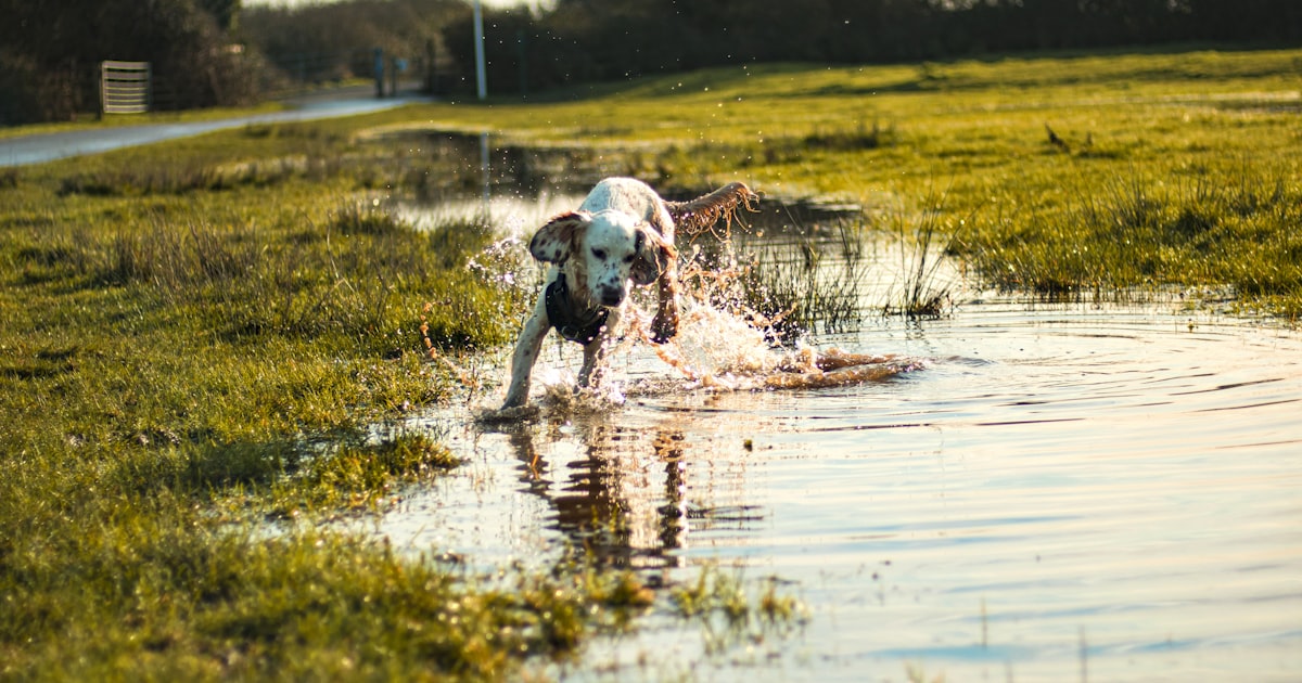 Dog enjoying a pool splash on a hot day