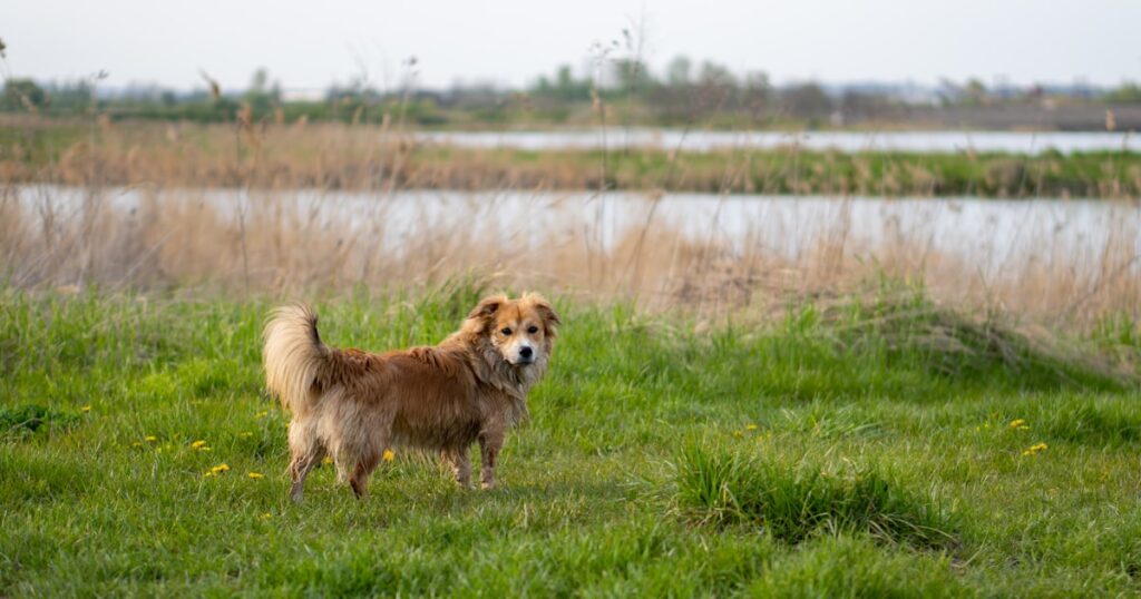 Golden Retriever standing on green field in park