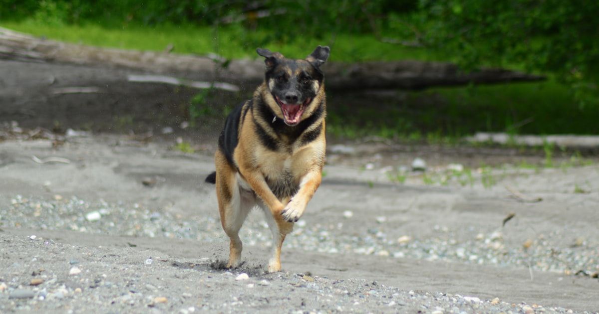 Large dog running at full speed