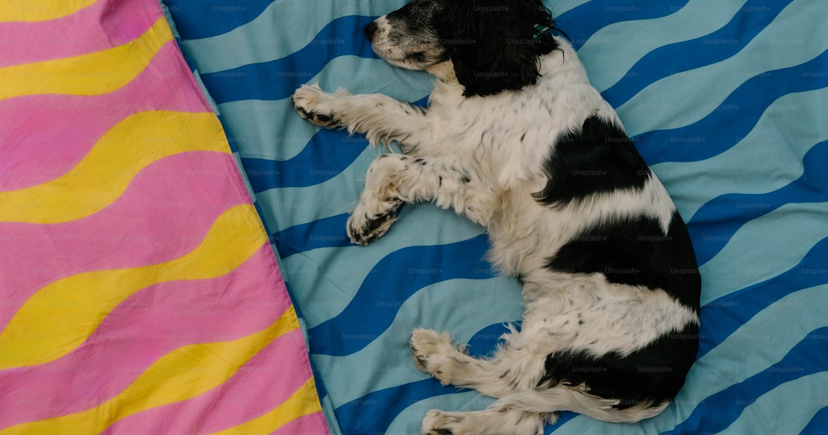Large dog sleeping comfortably on a cozy blanket