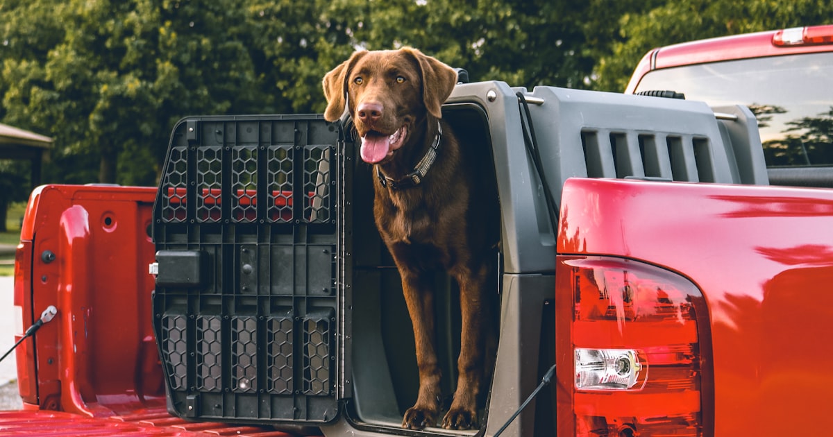 Large dog resting in the back of a truck bed