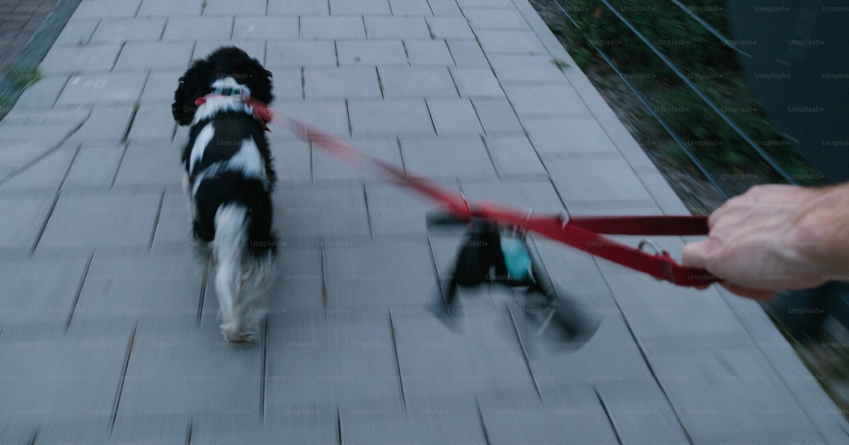 Large dog walking outdoors on a scenic path