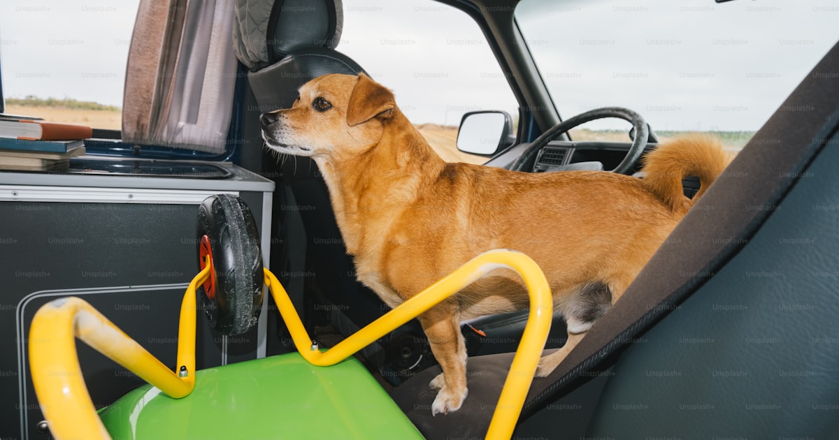 Large dog looking out of a car window ready for adventure