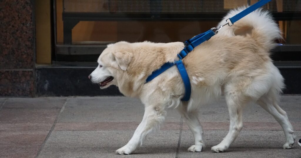 Large dog walking with a harness on a trail
