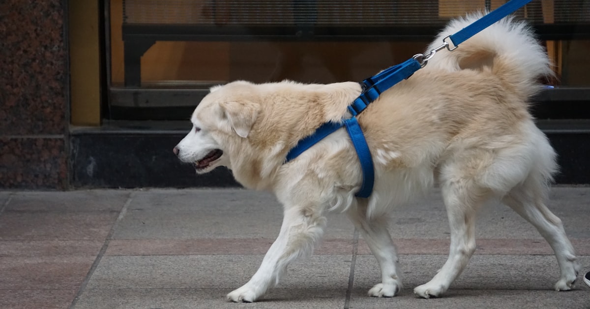 Large dog walking with a harness on a trail