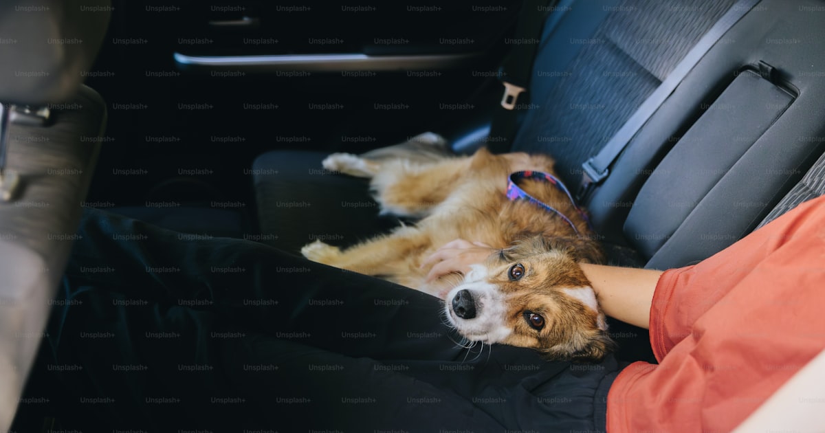 Large dog comfortably resting in the backseat of a car