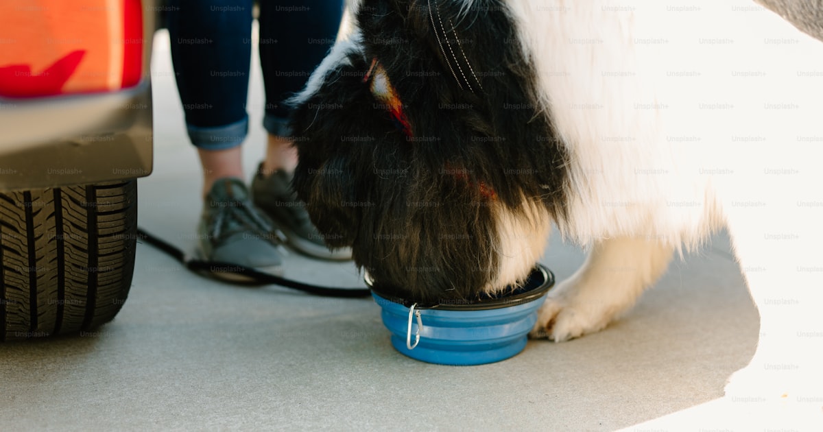 Large black and white dog eating from a blue bowl