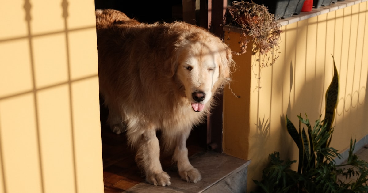Senior golden dog resting peacefully in a doorway outdoors