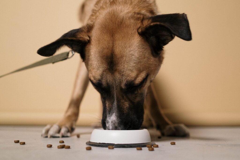 Large shepherd-type dog eating kibble from a bowl on the floor indoors