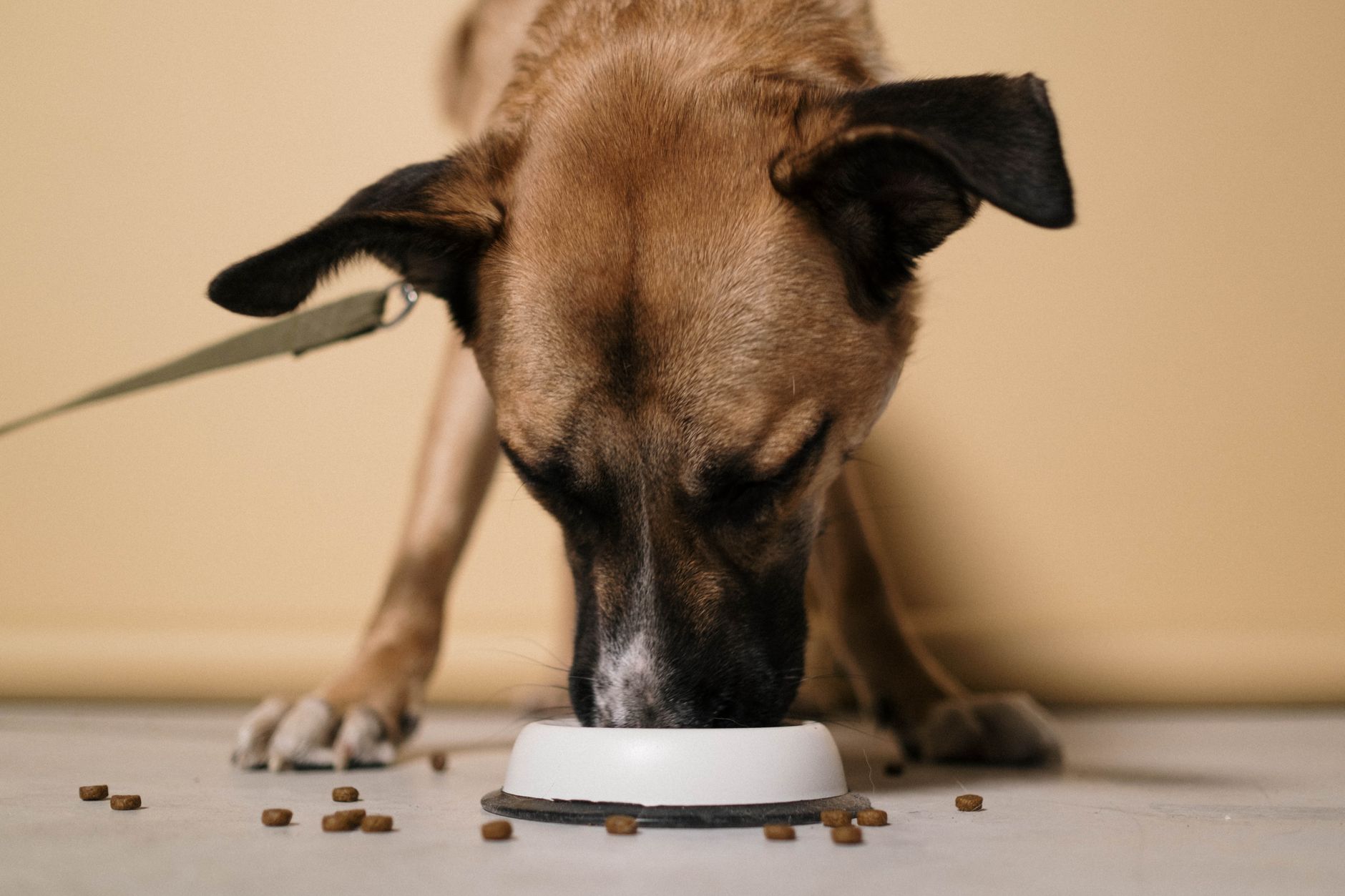 Large shepherd-type dog eating kibble from a bowl
