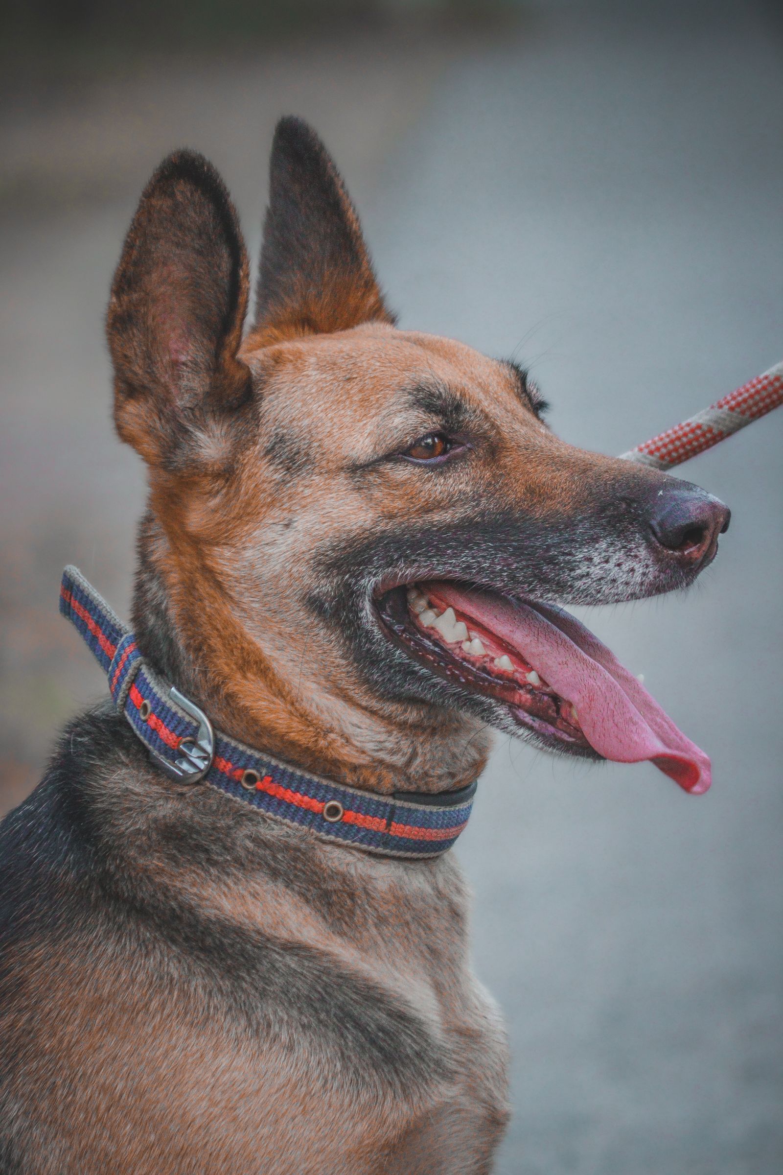 German Shepherd wearing a padded collar outdoors