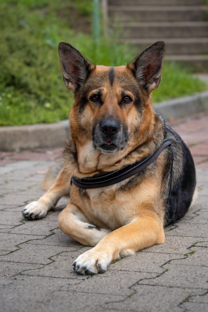 German Shepherd lying down outdoors wearing a harness