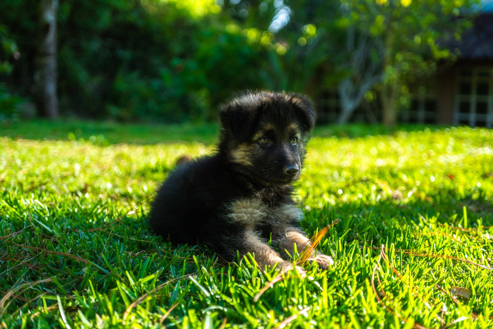 German Shepherd puppy lying on grass