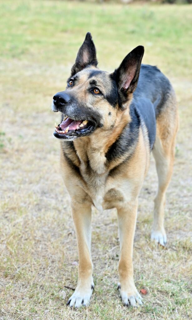 German Shepherd standing outdoors in profile