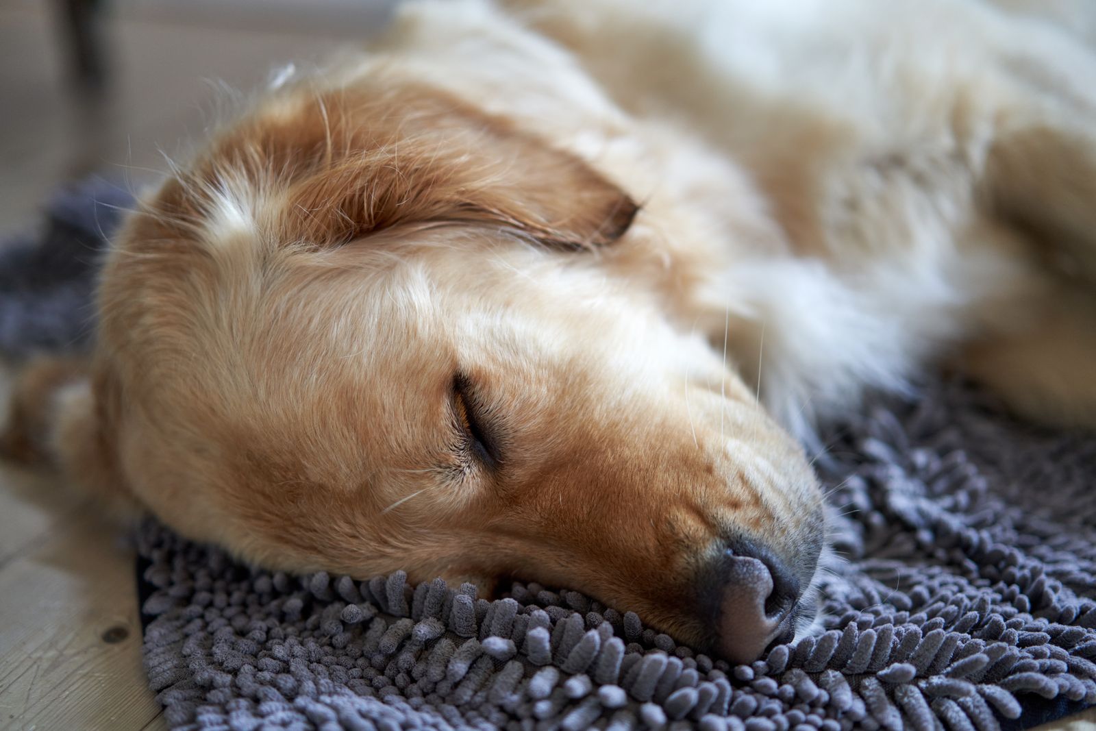 Golden retriever asleep on a soft blanket
