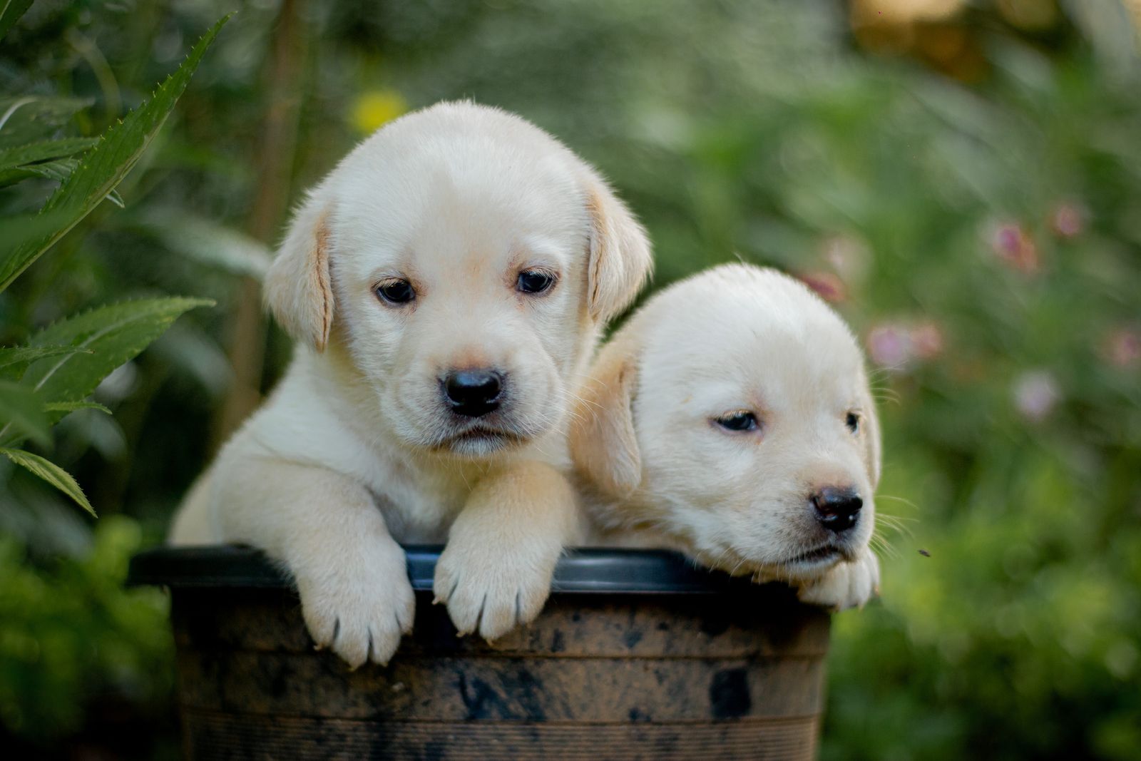 Two Labrador puppies sitting outdoors