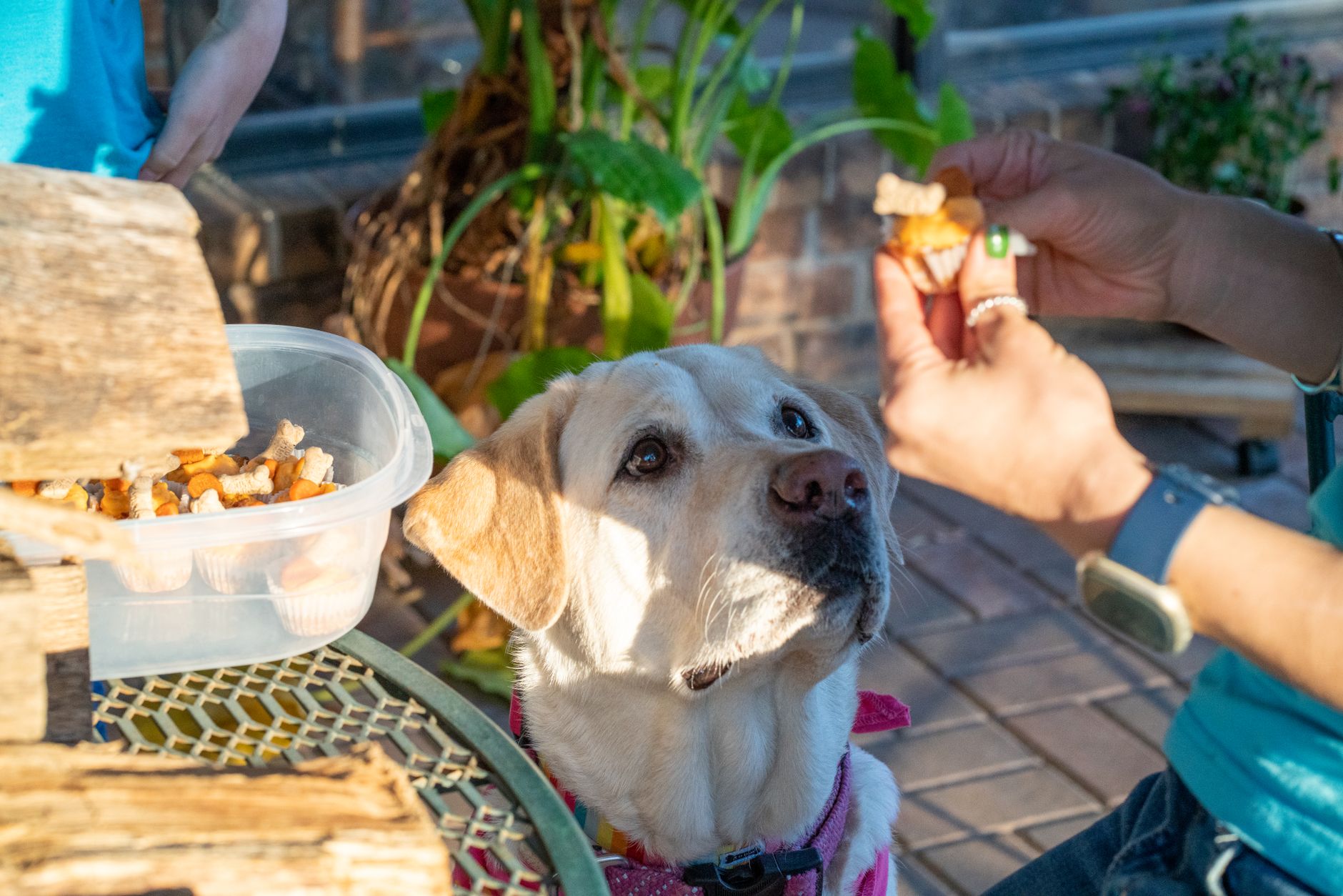 Large-breed food for large dogs