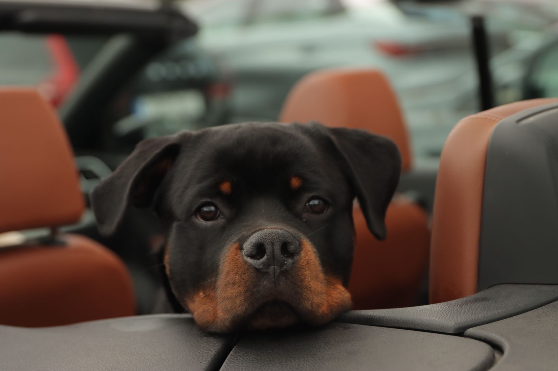Car seat covers for large dogs