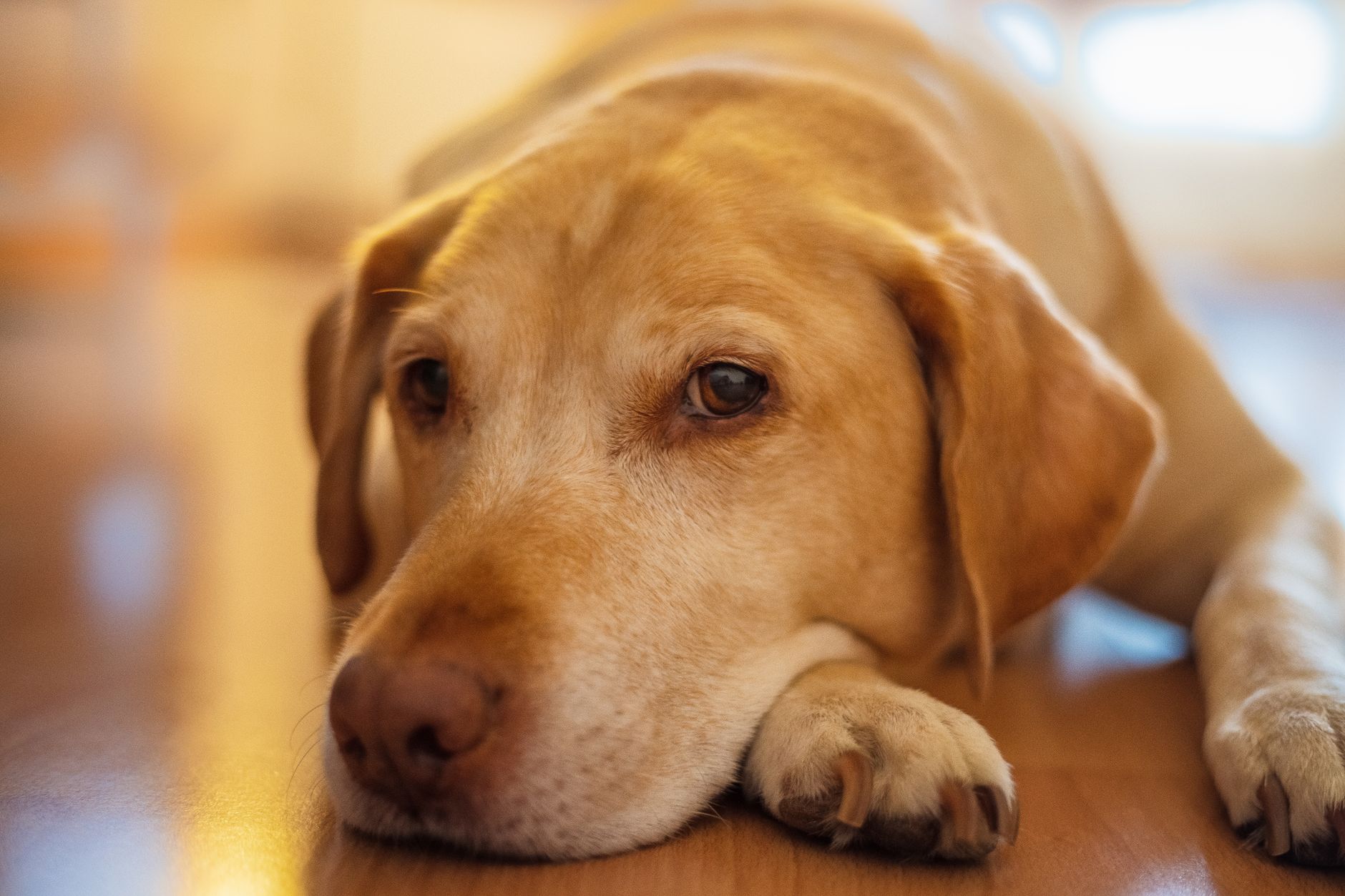 Yellow Labrador lying on a hard wooden floor indoors