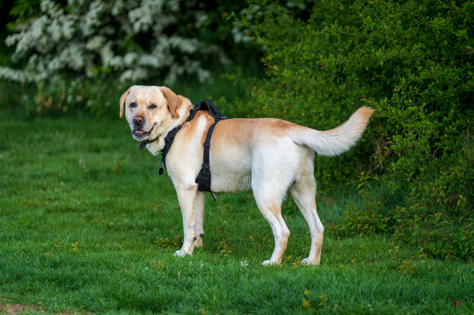 GPS trackers for large dogs