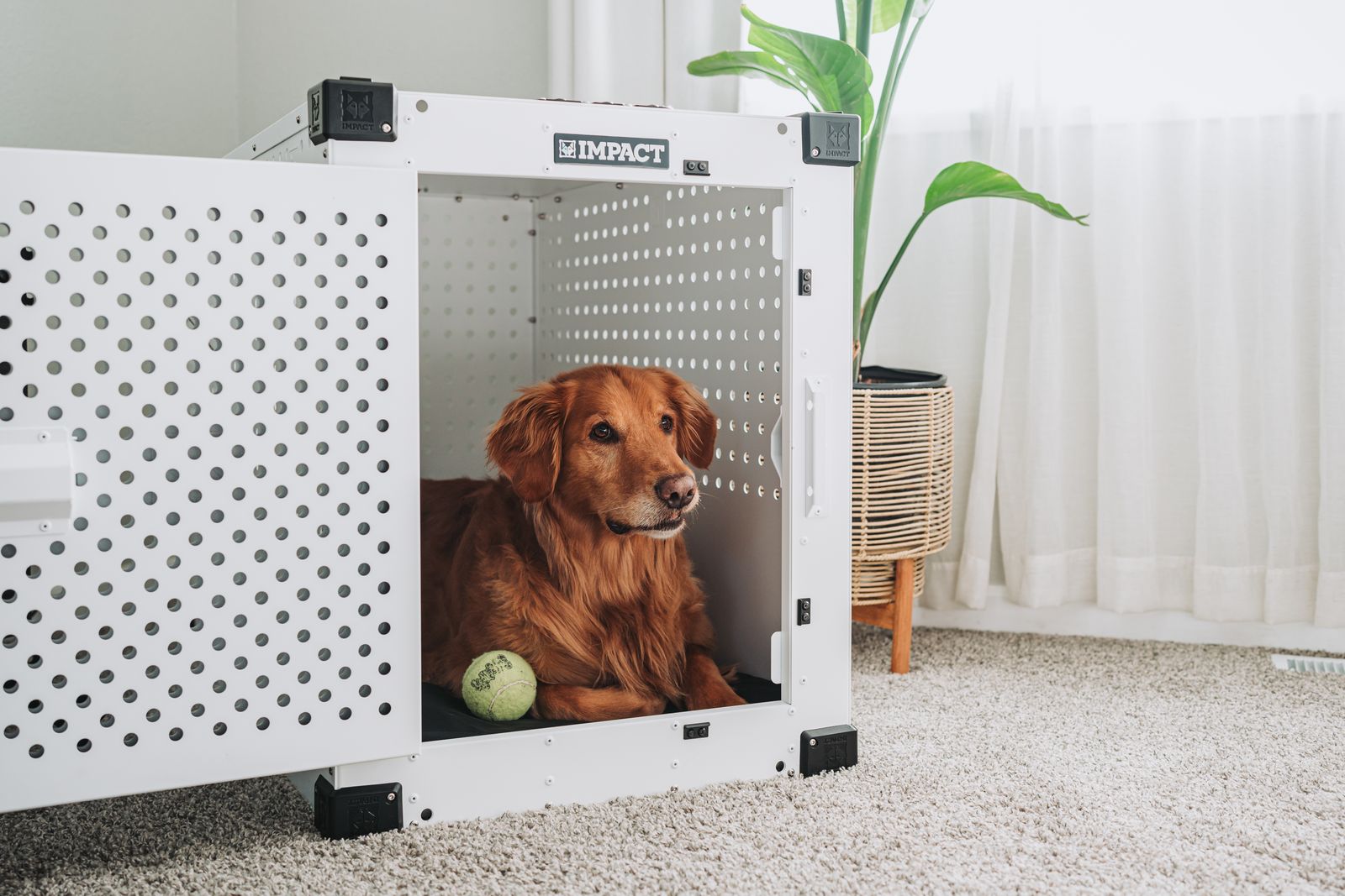 Large dog resting inside a crate