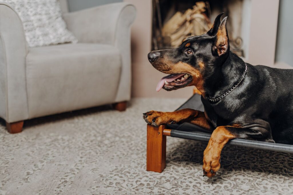 Doberman resting on an elevated orthopedic dog bed in a living room