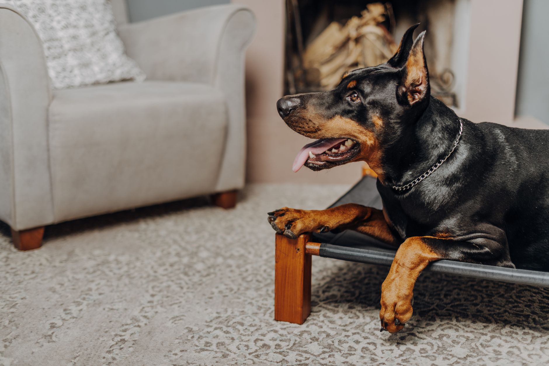 Orthopedic beds for large dogs