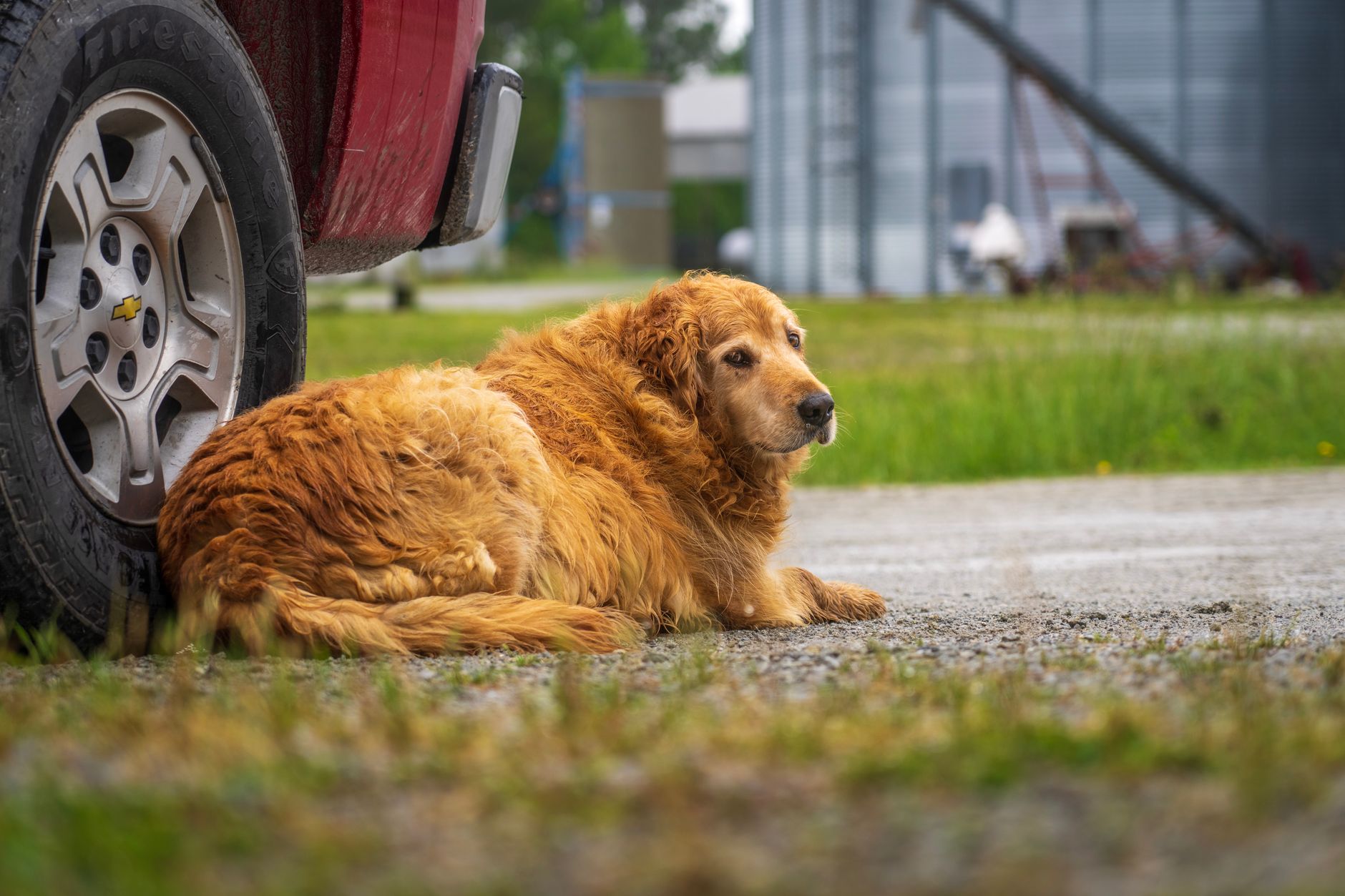 Senior golden retriever resting beside a pickup truck
