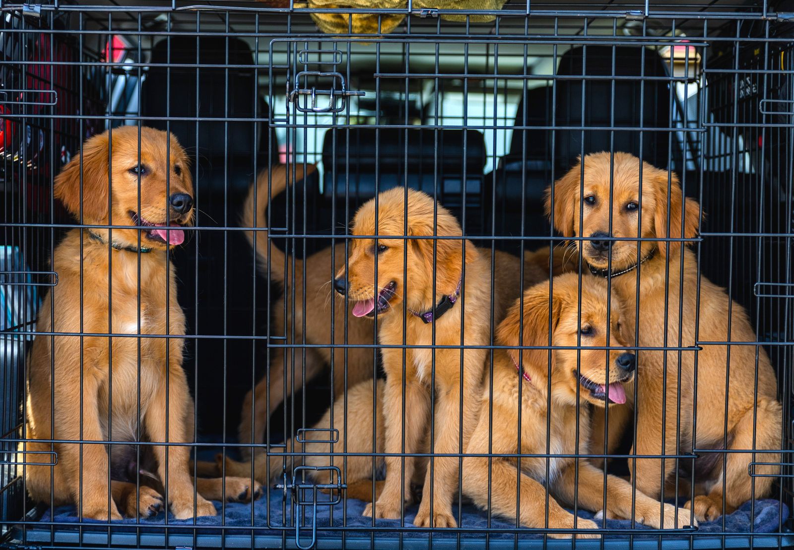 Puppies inside a wire crate in the back of a car