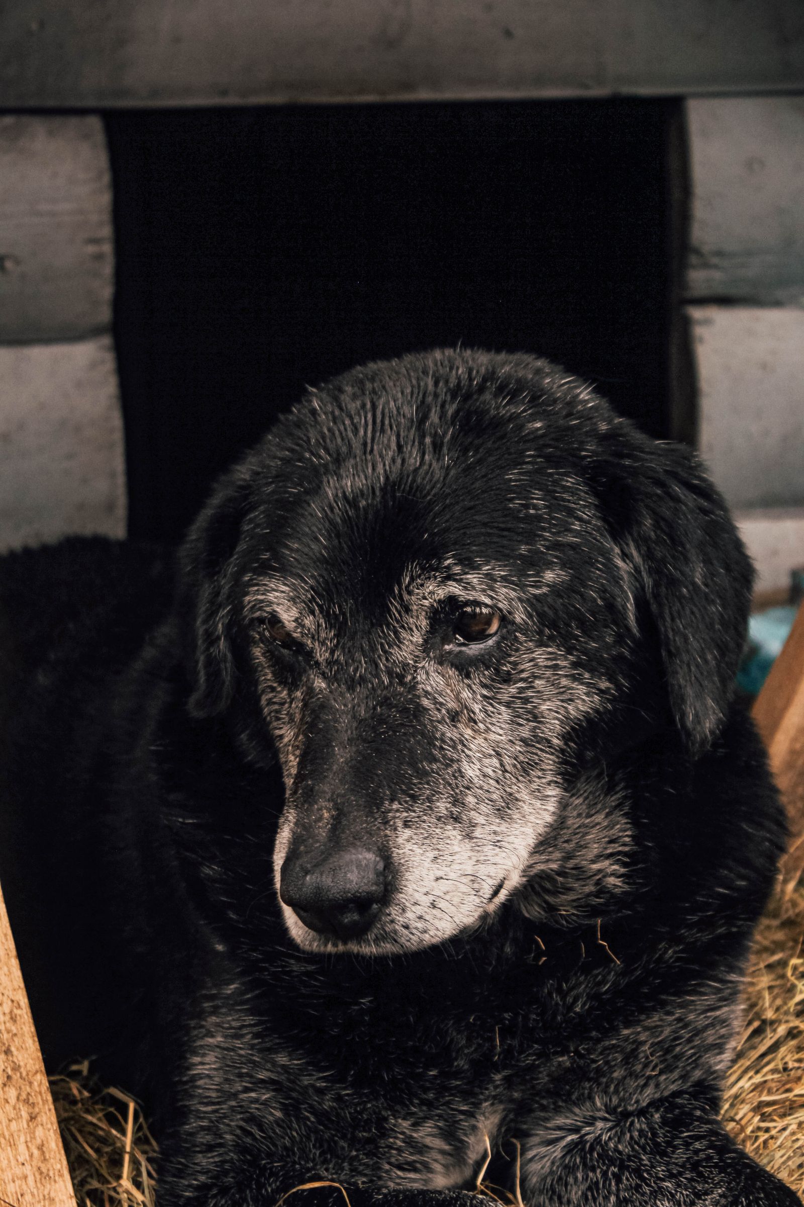 Senior dog with a greying muzzle resting indoors