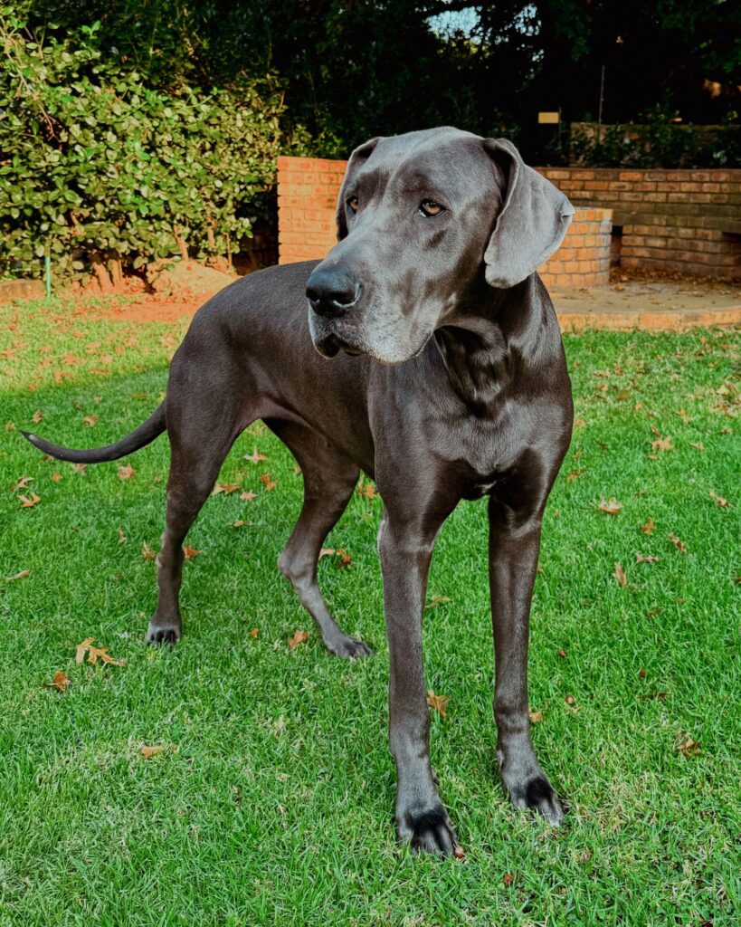 Two Great Danes standing together on grass