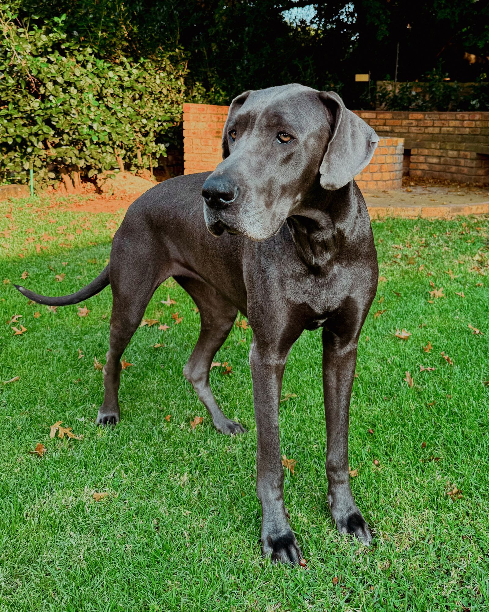 Two Great Danes standing together on grass