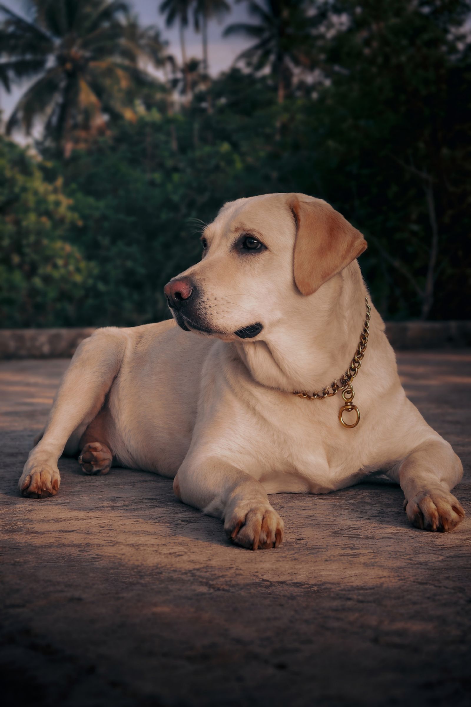 Yellow Labrador lying down on a paved patio